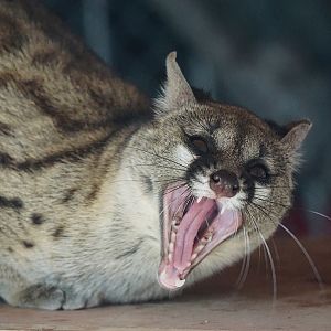 Rusty-spotted genet (Genetta maculata)
