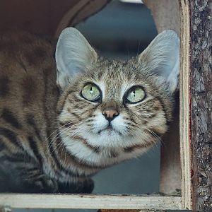 Black-footed cat