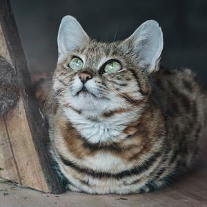 Black-footed cat