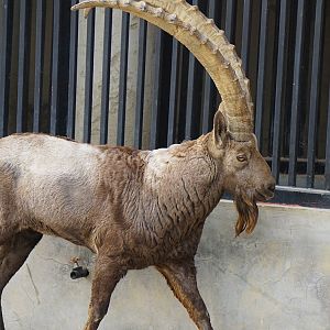 Siberian ibex