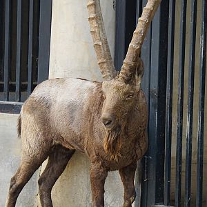 Siberian ibex