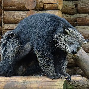 Binturong