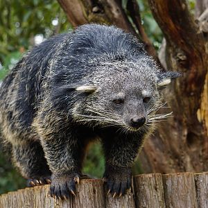 Binturong