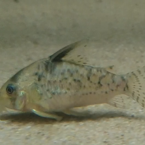 Corydoras delphax