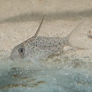 Corydoras loretoensis