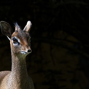 Kirk's Dik-Dik