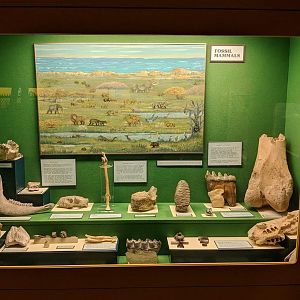 Fossil Mammal Displays