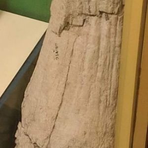 Horn core of Bison latifrons