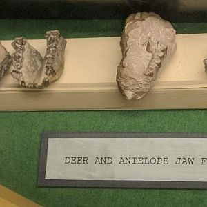 Fossil artiodactyl jaw fragments