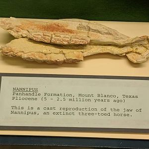Nannipus sp. (cast of lower jaw)