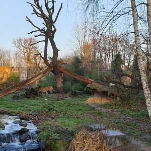 Siberian tiger exhibit