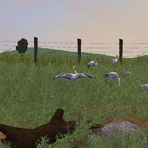 ZT2: Yellow-Billed Storks