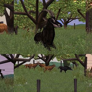 ZT2: Giant Sable Antelope Collage