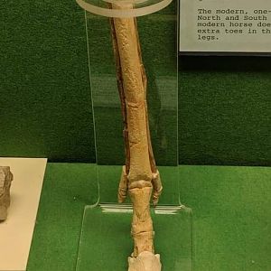 Nannipus sp. (cast of leg bone)