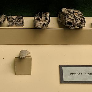 Fossil horse (Family Equidae) teeth