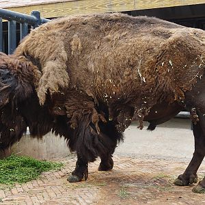 American bison