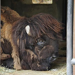 American bison