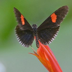 Butterfly -- Cook Islands