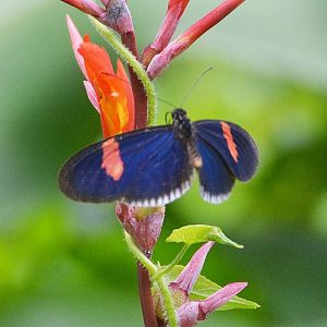 Butterfly -- Cook Islands