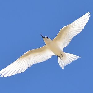 White tern -- Cook Islands