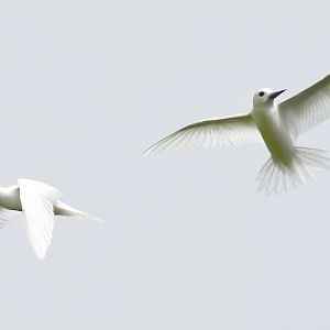 White terns -- Cook Islands