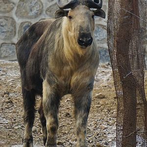 Sichuan takin