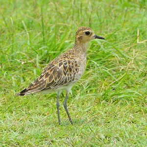 Pacific golden plover