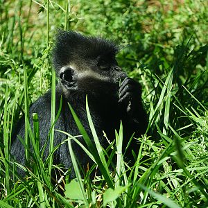 Hatinh Langur （Trachypithecus hatinhensis）？