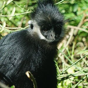 Hatinh Langur （Trachypithecus hatinhensis）？