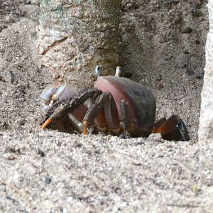 Land crab -- Cook Islands