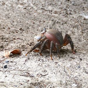Land crab -- Cook Islands