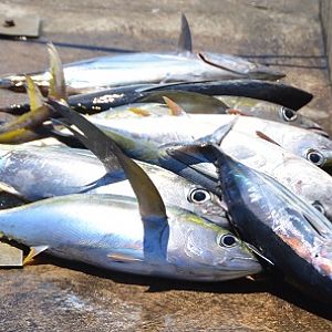 Fresh caught Yellow-finned tuna -- Cook Islands