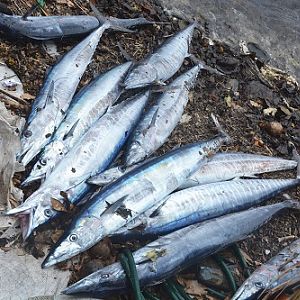 Fresh caught Wahoo -- Cook Islands