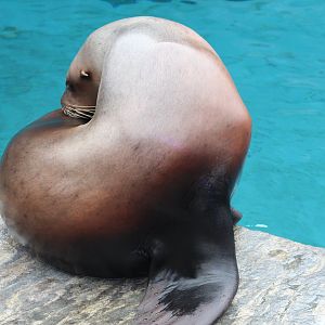 Steller's Sea Lion