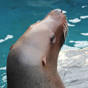 Steller's Sea Lion