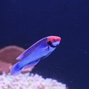 Redeye Fairy-Wrasse