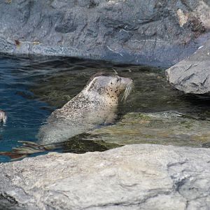 Spotted Seals