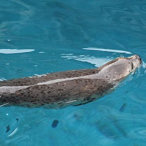 Spotted Seal Pup
