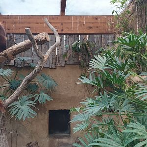 Goodfellow's tree-kangaroo exhibit