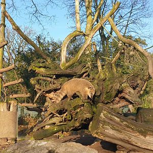 Ring-tailed coati