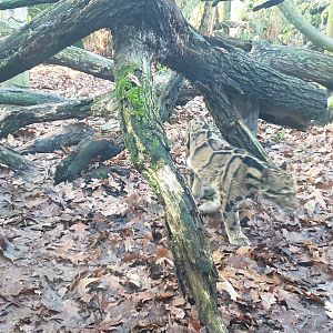 Indochinese clouded leopard