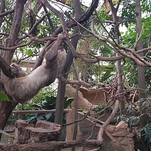 Linnaeus two-toed sloth