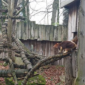 Goodfellow's tree-kangaroo outdoor