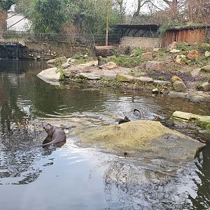 Eurasian otter