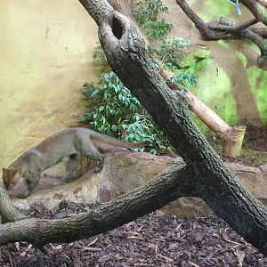 Jaguarundi