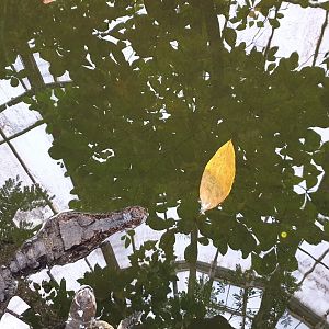 Smooth-fronted caiman