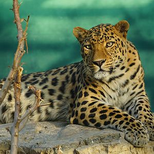 North-Chinese leopard