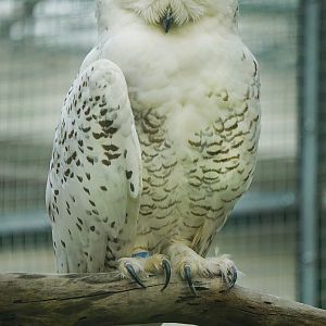 Snowy owl