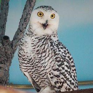 Snowy owl
