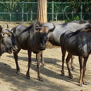 Blue wildebeest